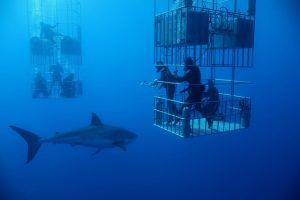 OceanLab - shark-cagesLRG